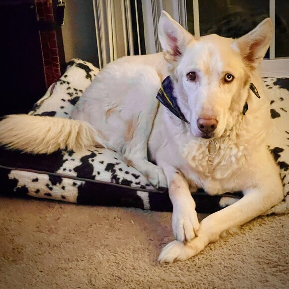 Meet your Posher, Fox & Finch - Picture 3 of 3